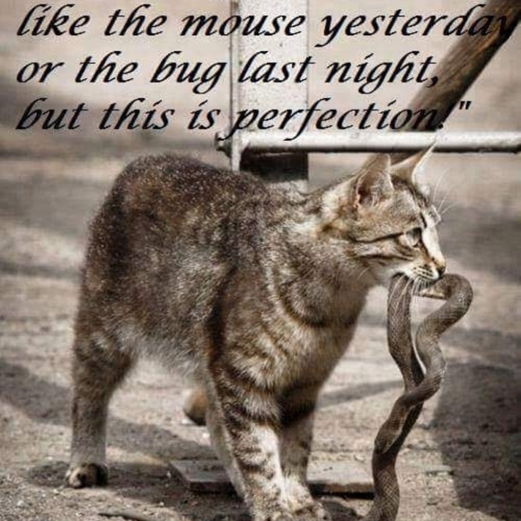 Meet your Posher, Joanie! - Picture 10 of 16